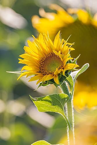 Camargue Nord-Arles Provence-Alpes-Cote dAzur-France Field of sunflowers in Provence Art Print